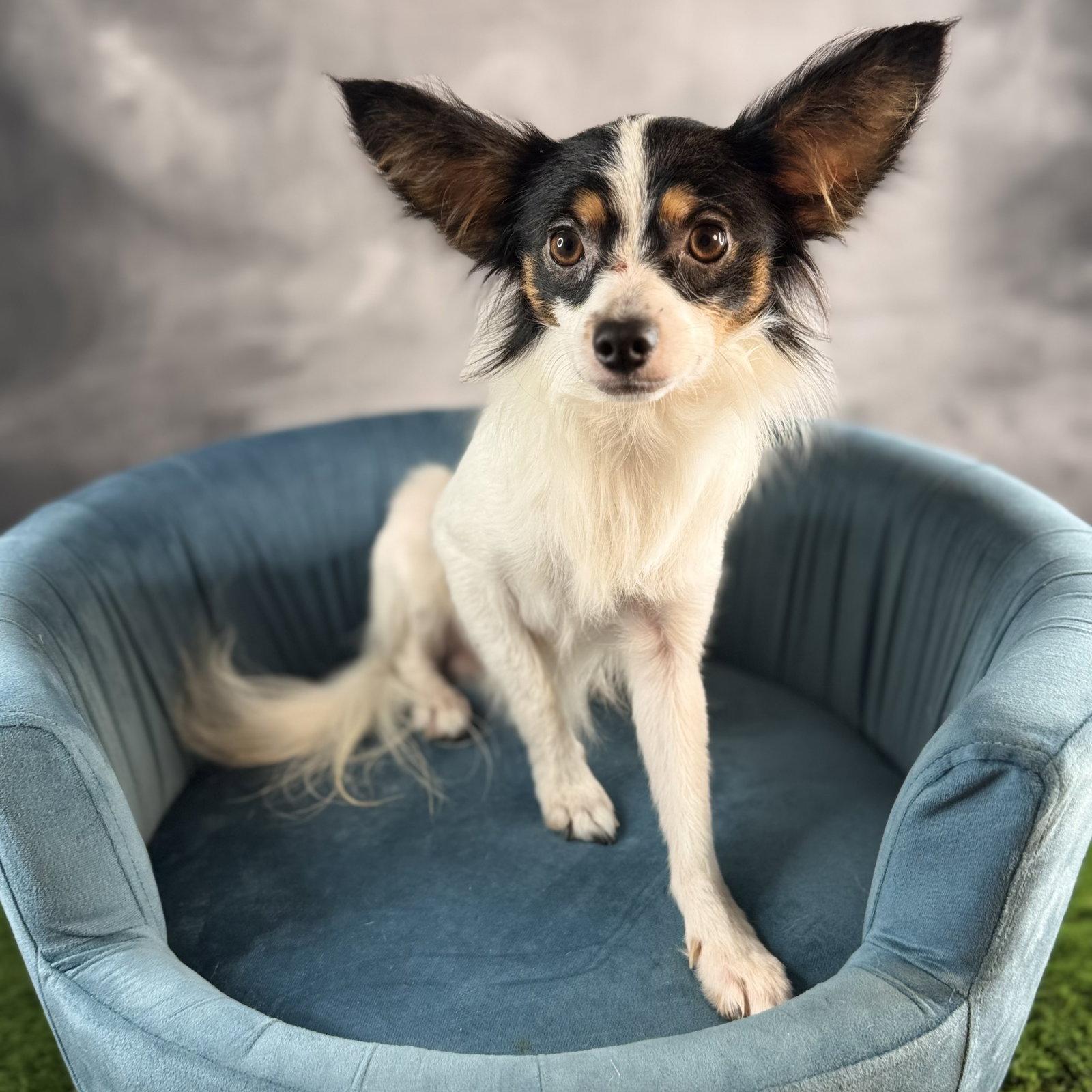 Capone, Adoptable, Young Male Papillon.