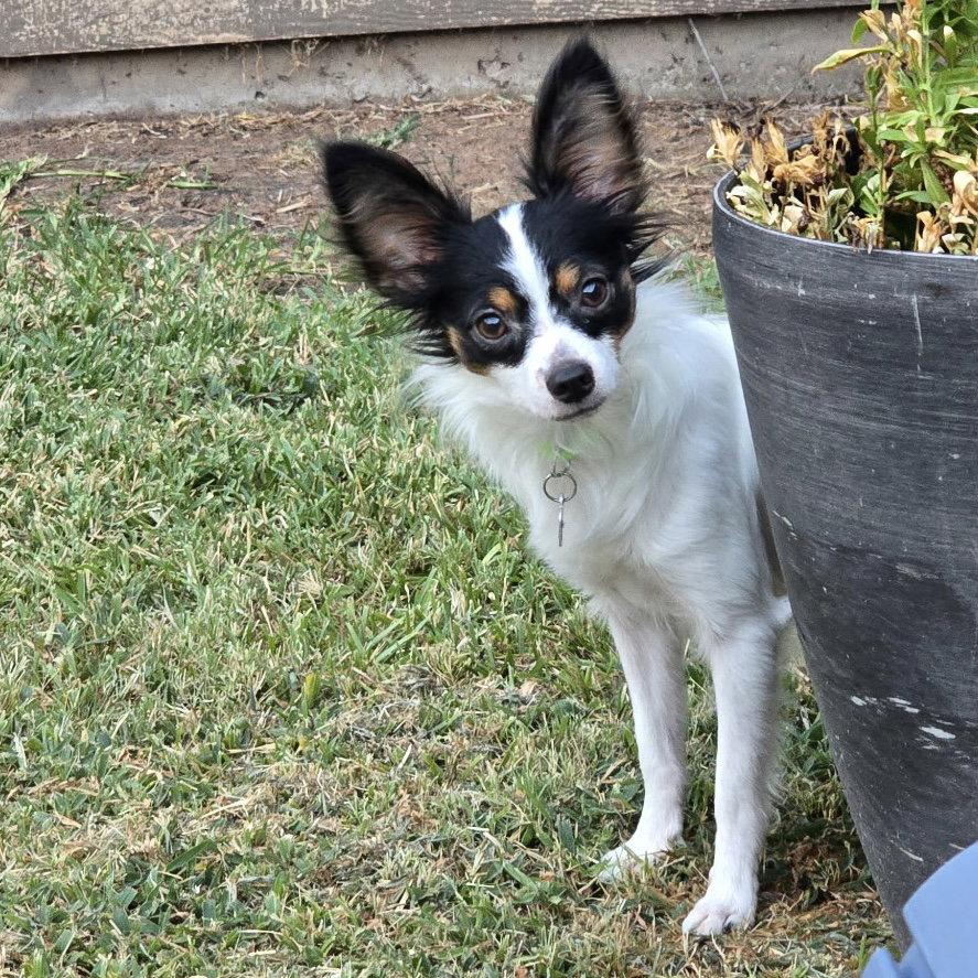 Enlarge Capone, a Adoptable Papillon in Garland, TX image 2/2