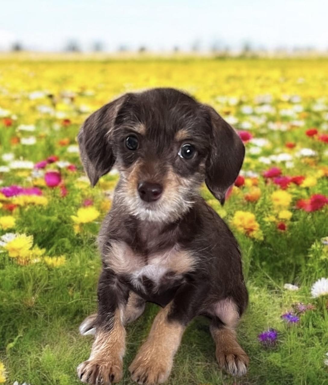 Gina Terrier Dog