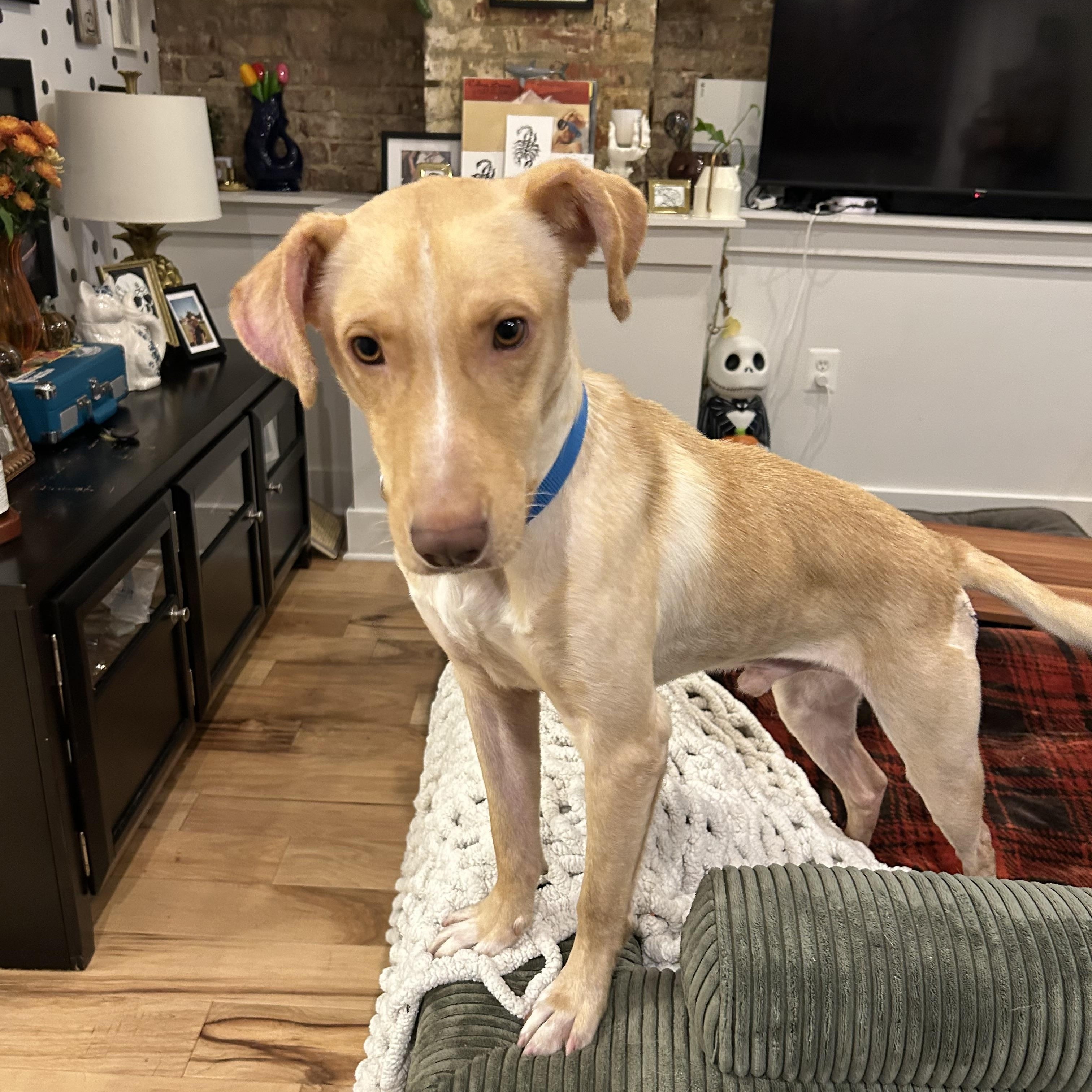 Enlarge Archie, a Adoptable mixed breed in Fairfax, VA image 5/5