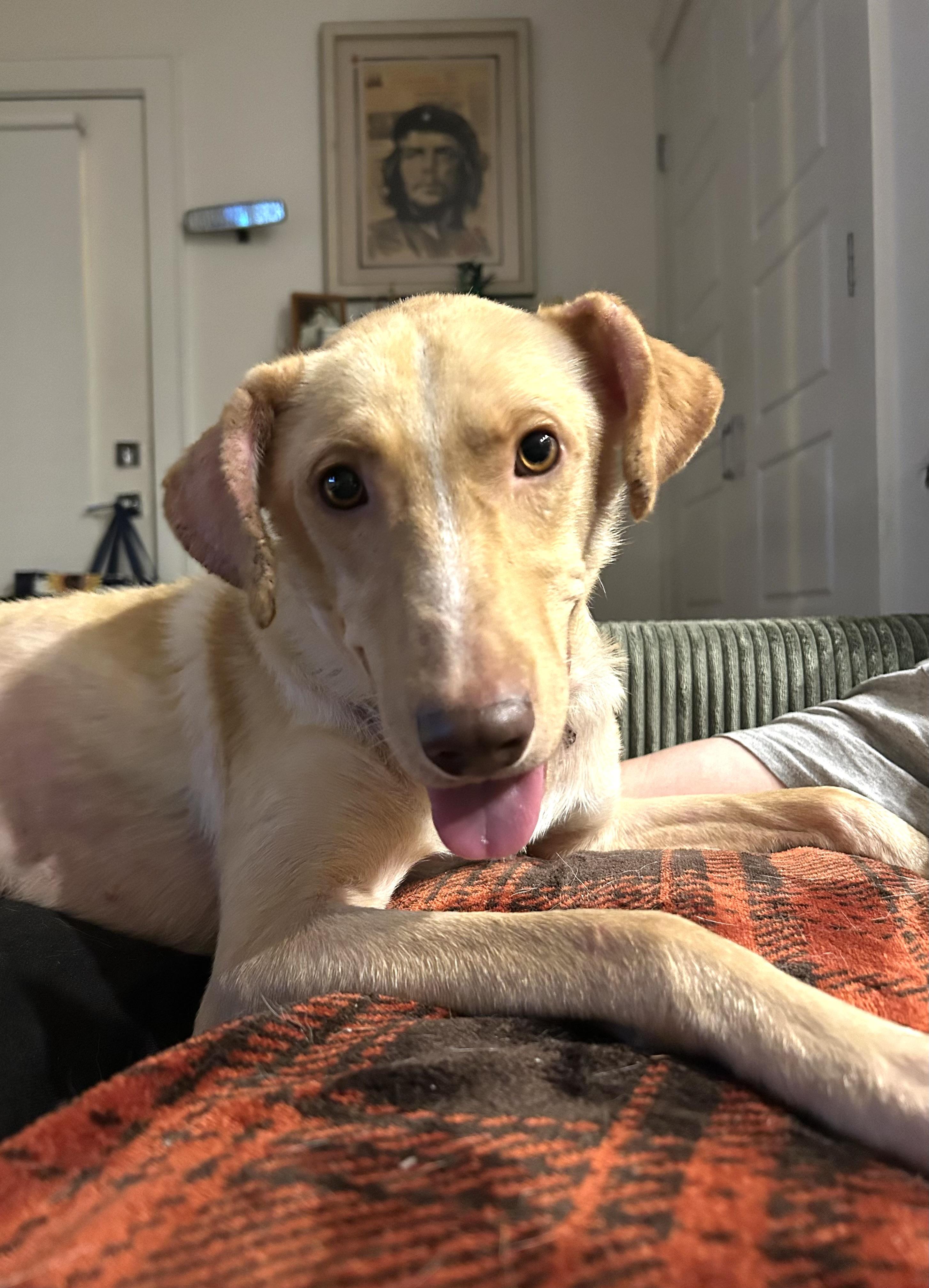 Enlarge Archie, a Adoptable mixed breed in Fairfax, VA image 1/6