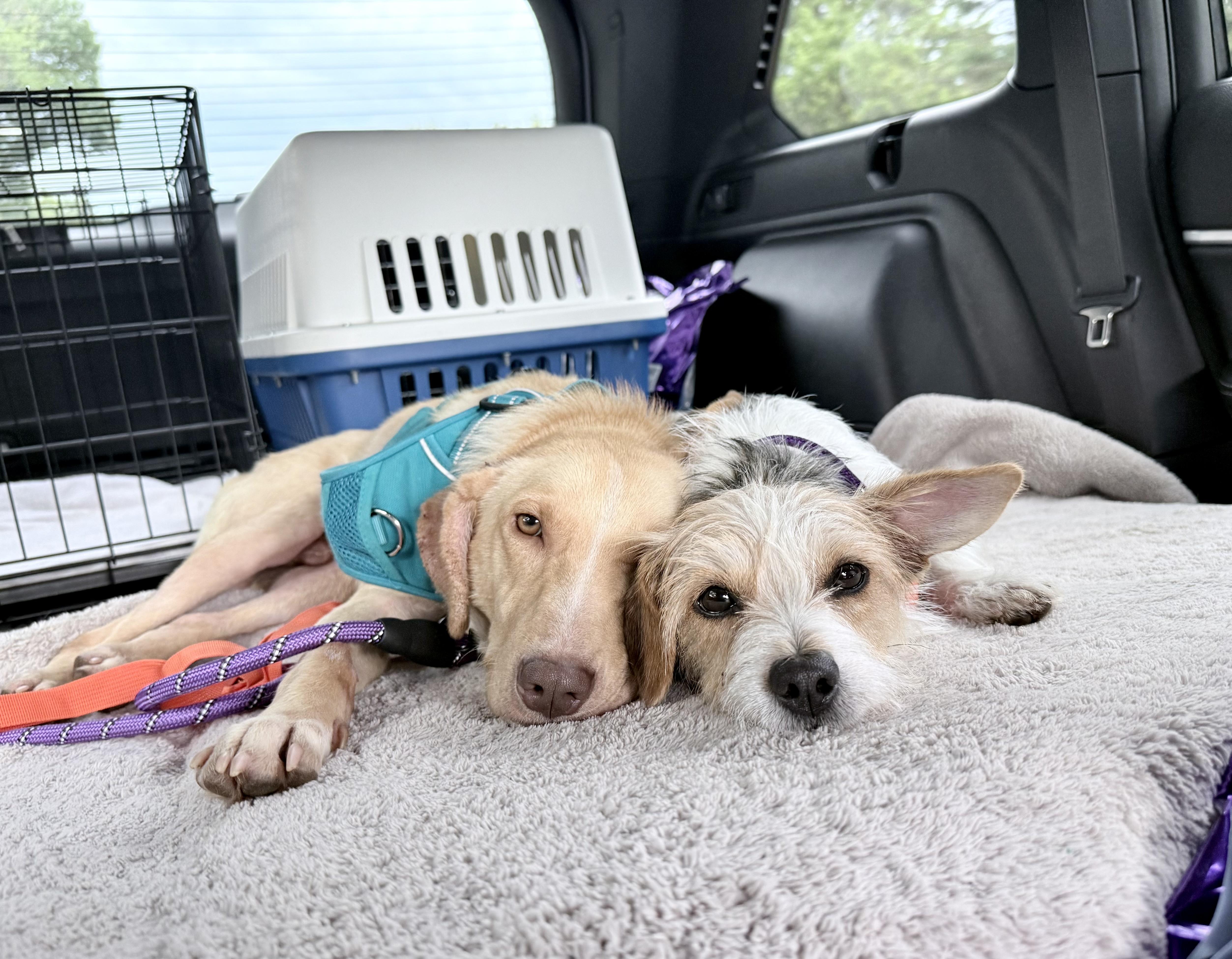 Enlarge Archie, a Adoptable mixed breed in Fairfax, VA image 6/6