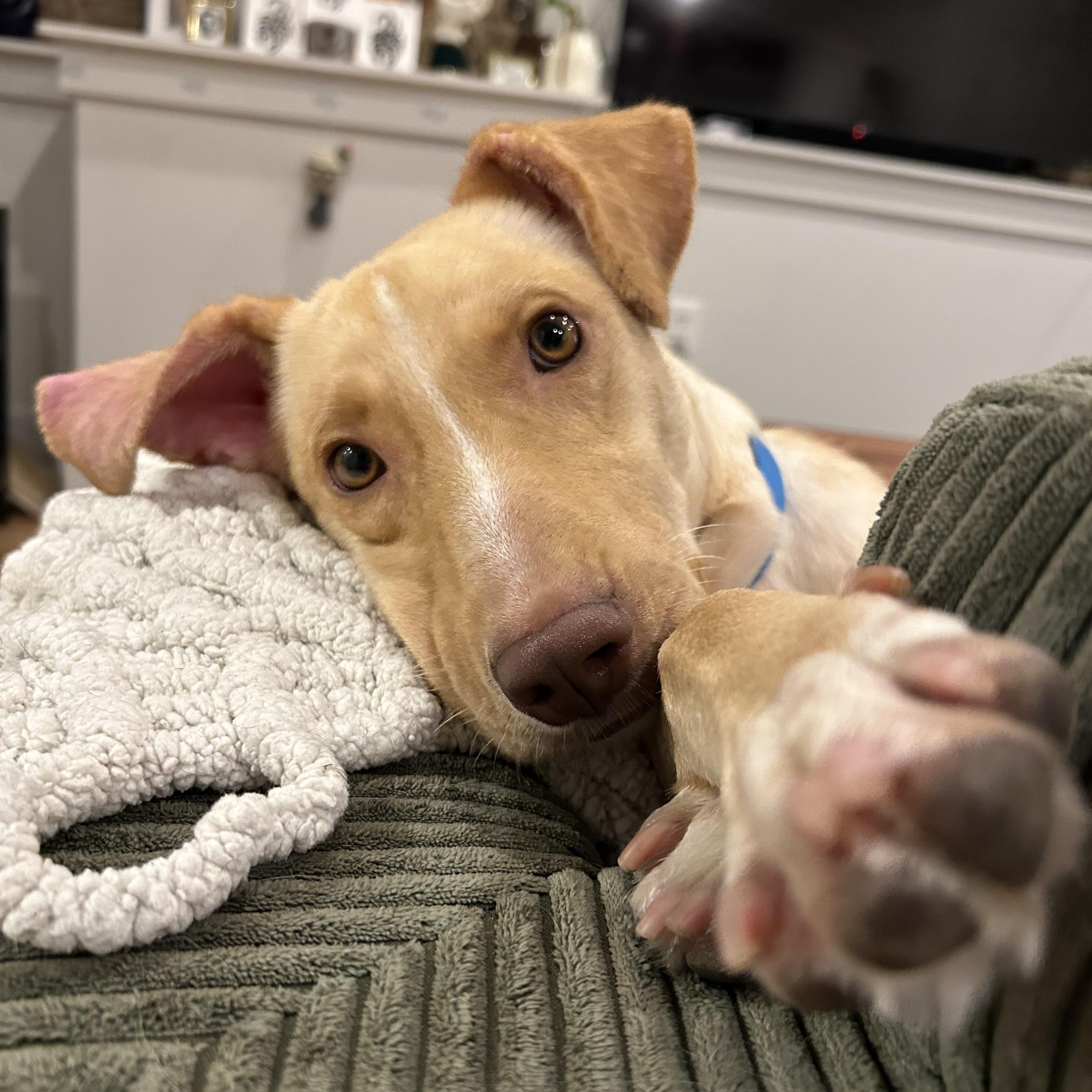 Enlarge Archie, a Adoptable mixed breed in Fairfax, VA image 1/5