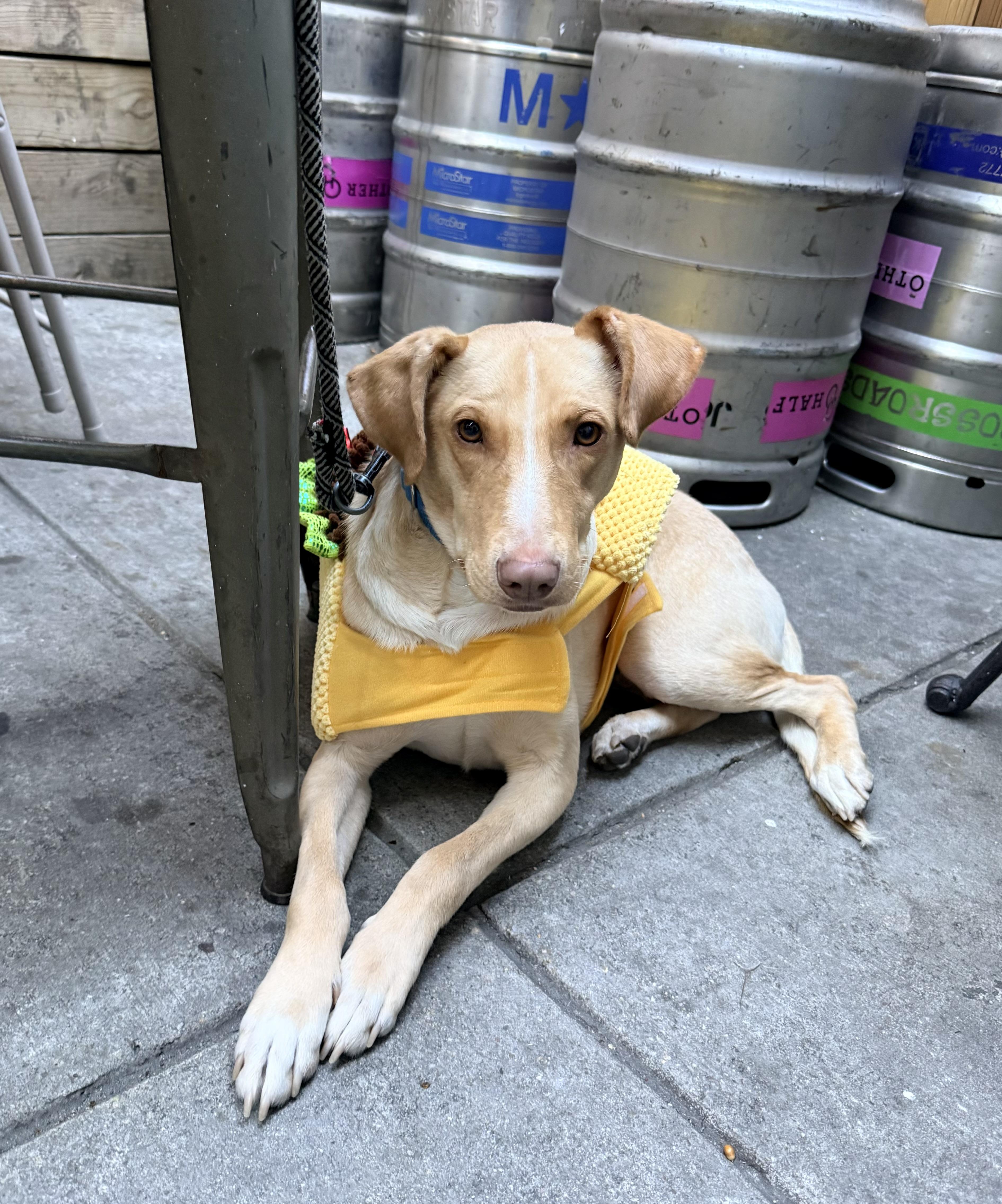 Archie, Adoptable, Young Male Yellow Labrador Retriever.