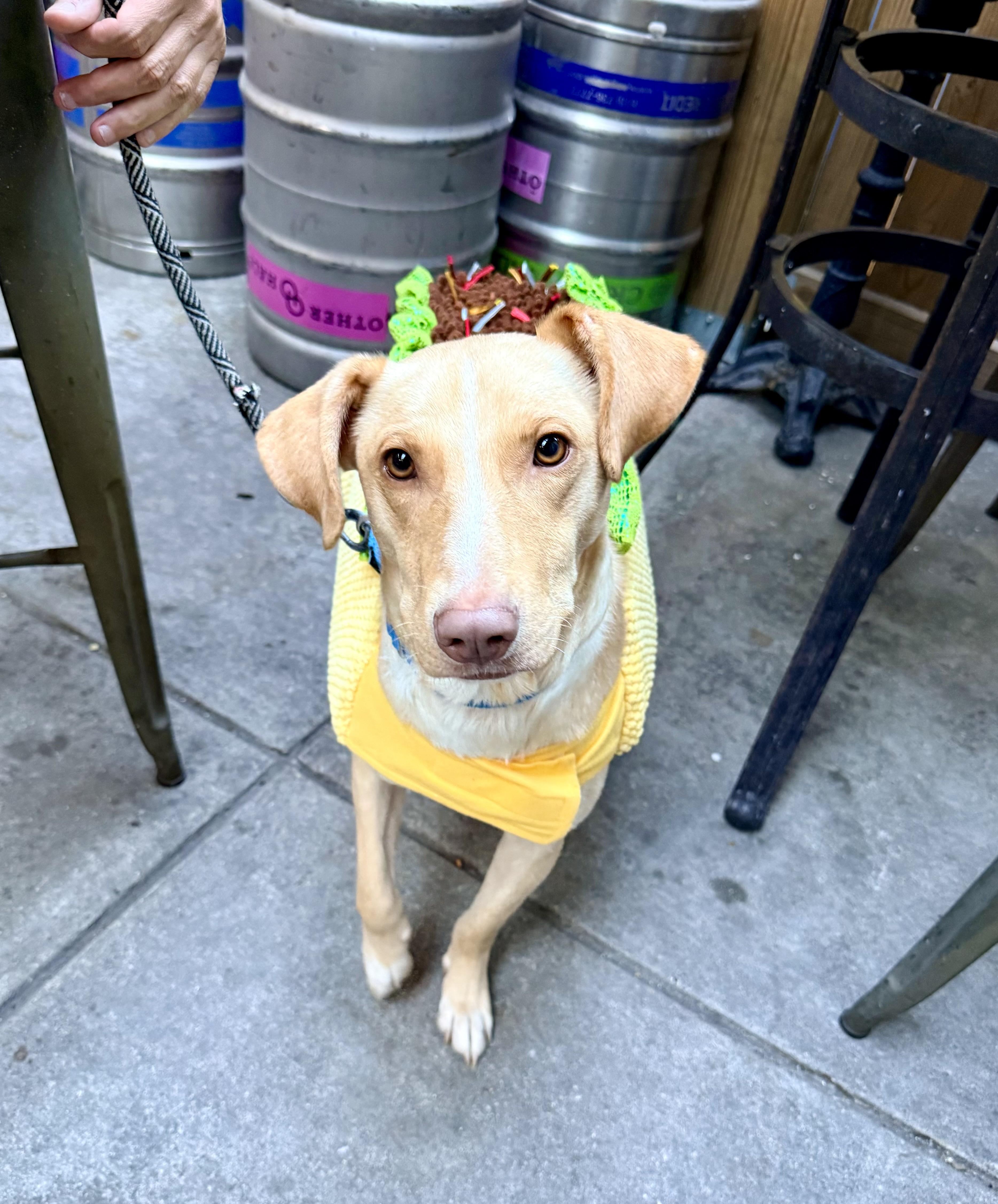 Enlarge Archie, a Adoptable mixed breed in Fairfax, VA image 6/6