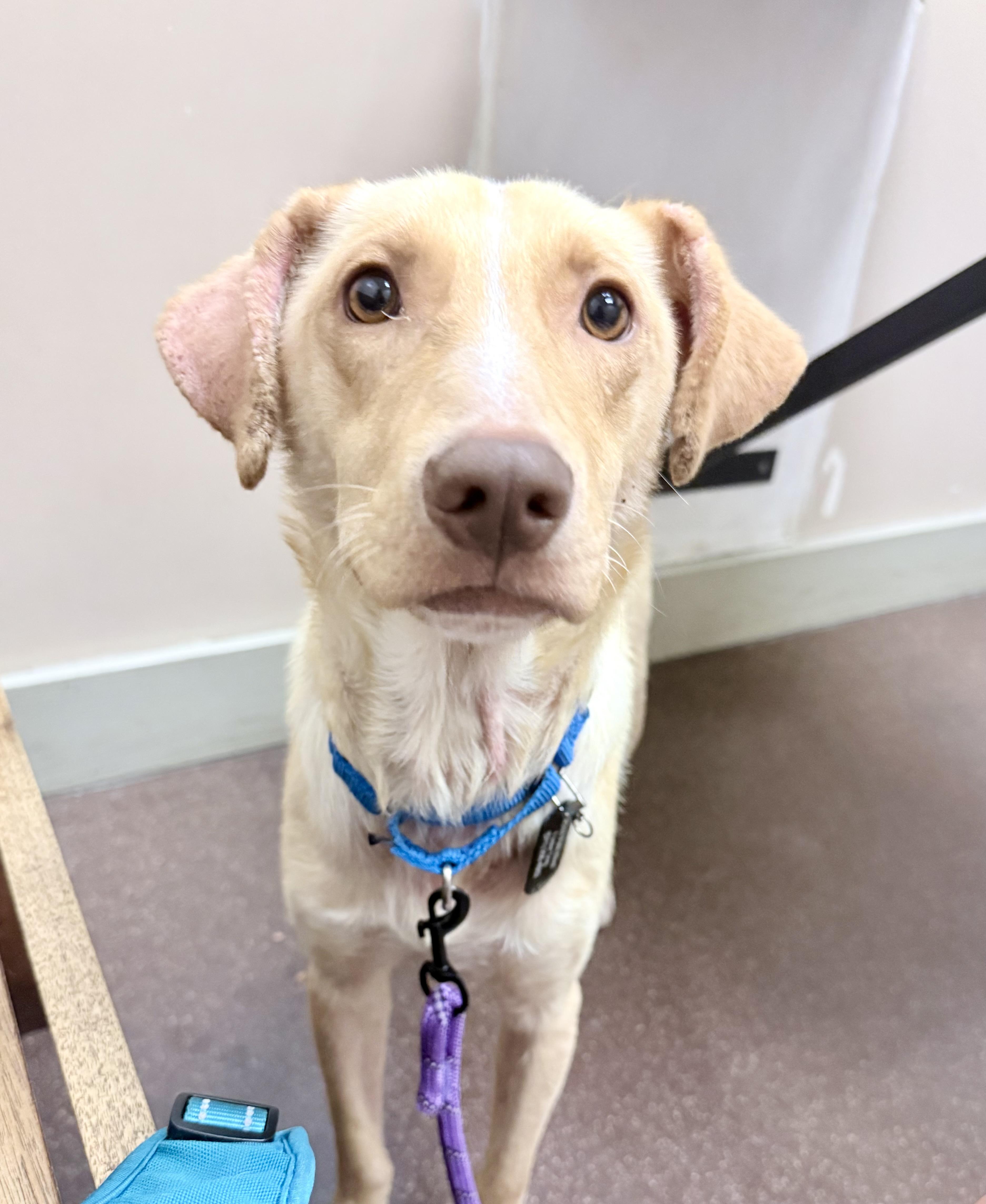 Enlarge Archie, a Adoptable mixed breed in Fairfax, VA image 4/6