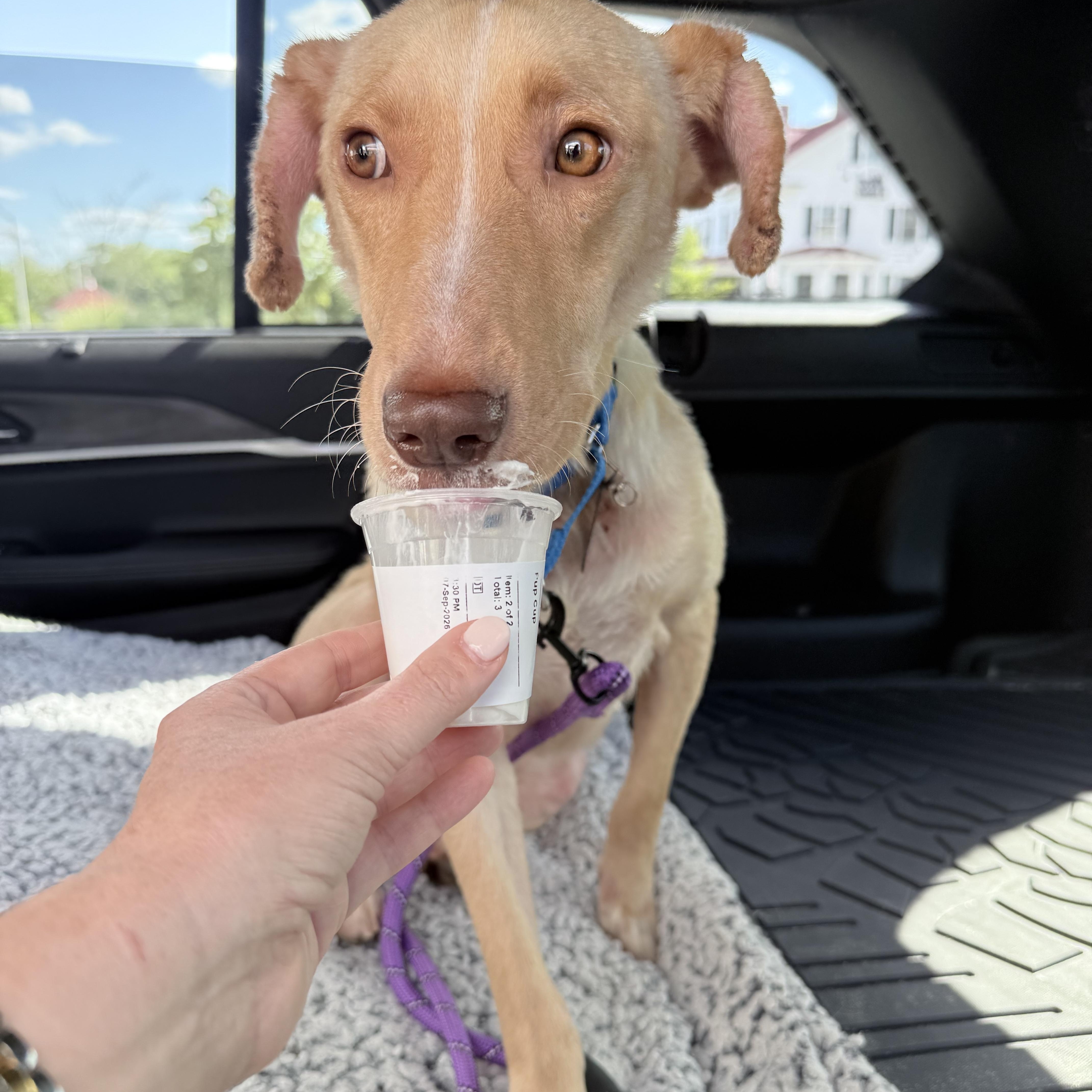 Enlarge Archie, a Adoptable mixed breed in Fairfax, VA image 3/6