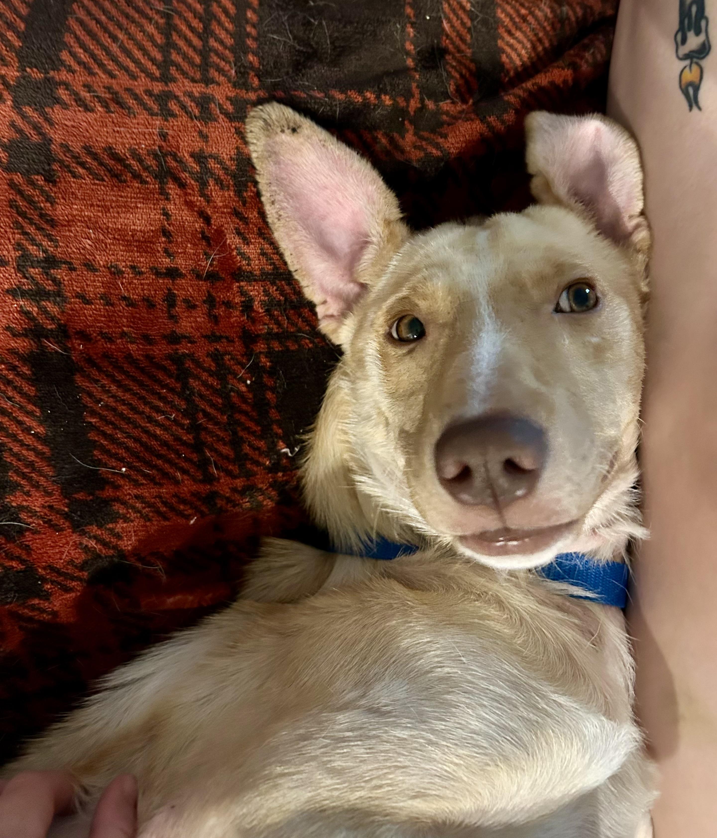 Enlarge Archie, a Adoptable mixed breed in Fairfax, VA image 2/6