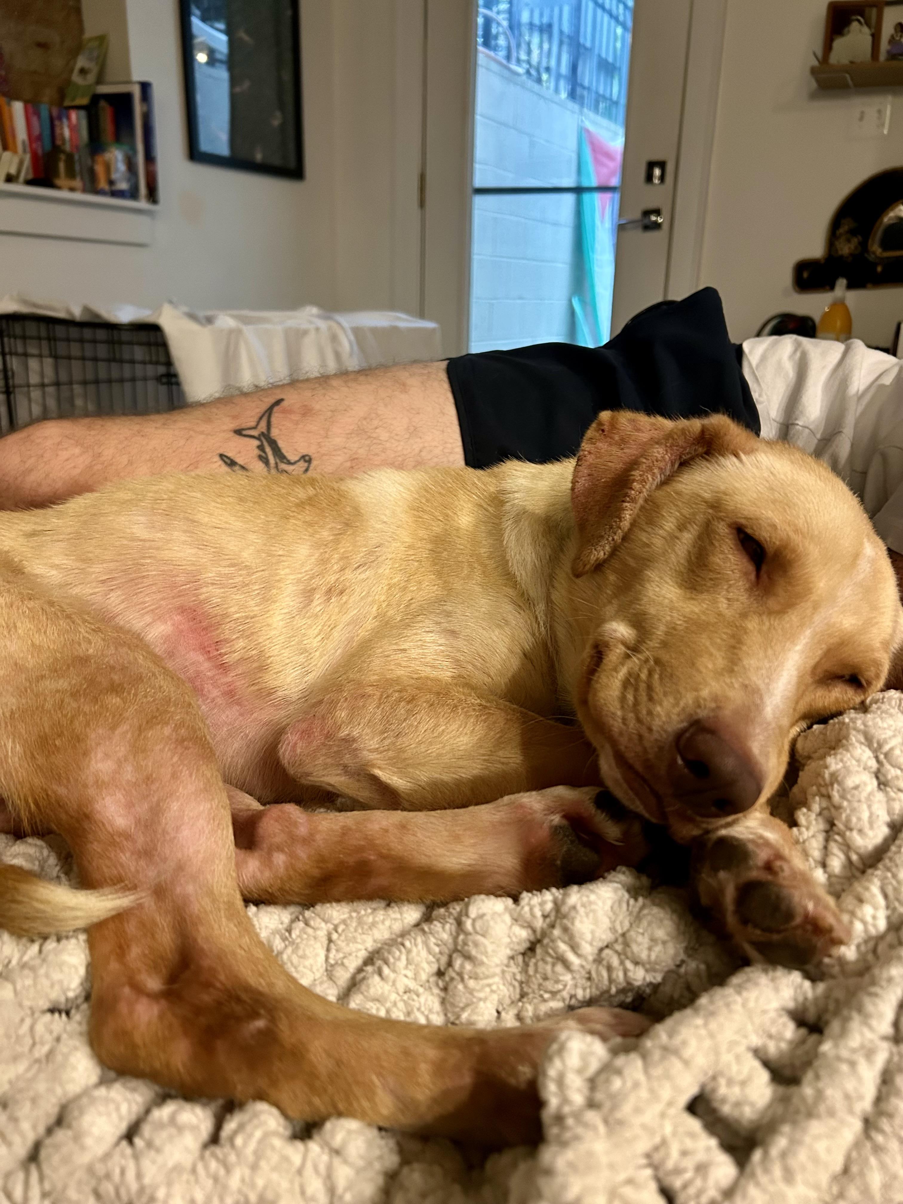Enlarge Archie, a Adoptable mixed breed in Fairfax, VA image 5/6