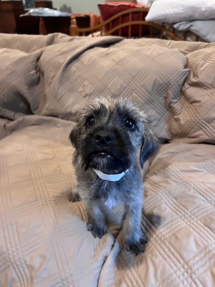 Hansel, a Adoptable mixed breed in Knoxville, TN image 2/2