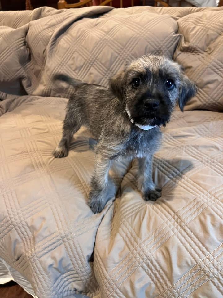 Hansel, a Adoptable mixed breed in Knoxville, TN image 1/2