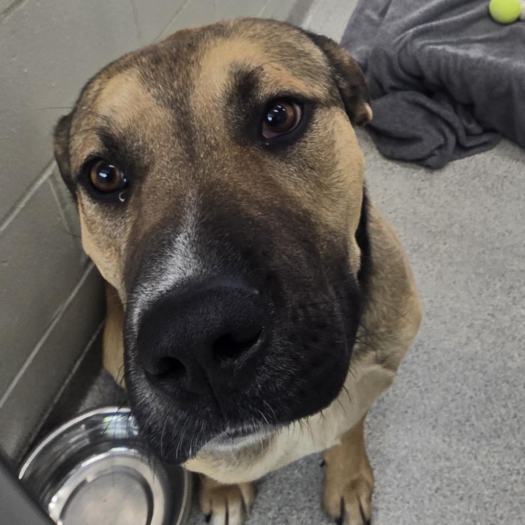 Jack, a Adoptable mixed breed in Saint Cloud, MN image 1/2