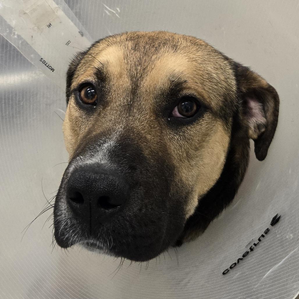 Jack, a Adoptable mixed breed in Saint Cloud, MN image 2/2