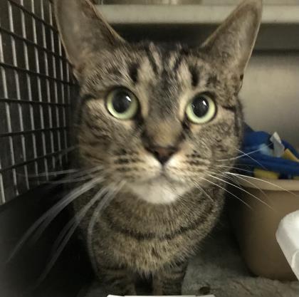 Enlarge Nyssa, a Adoptable mixed breed in Annapolis, MD image 1/6