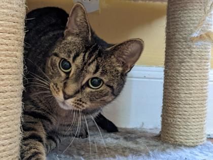 Enlarge Nyssa, a Adoptable mixed breed in Annapolis, MD image 2/6