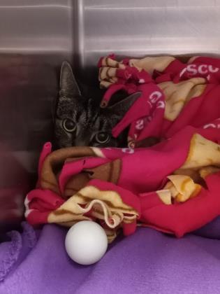 Enlarge Nyssa, a Adoptable mixed breed in Annapolis, MD image 3/6