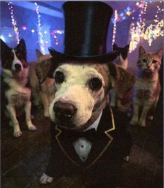 Pete $250, Adoptable, Senior Male Jack Russell Terrier & Chihuahua.