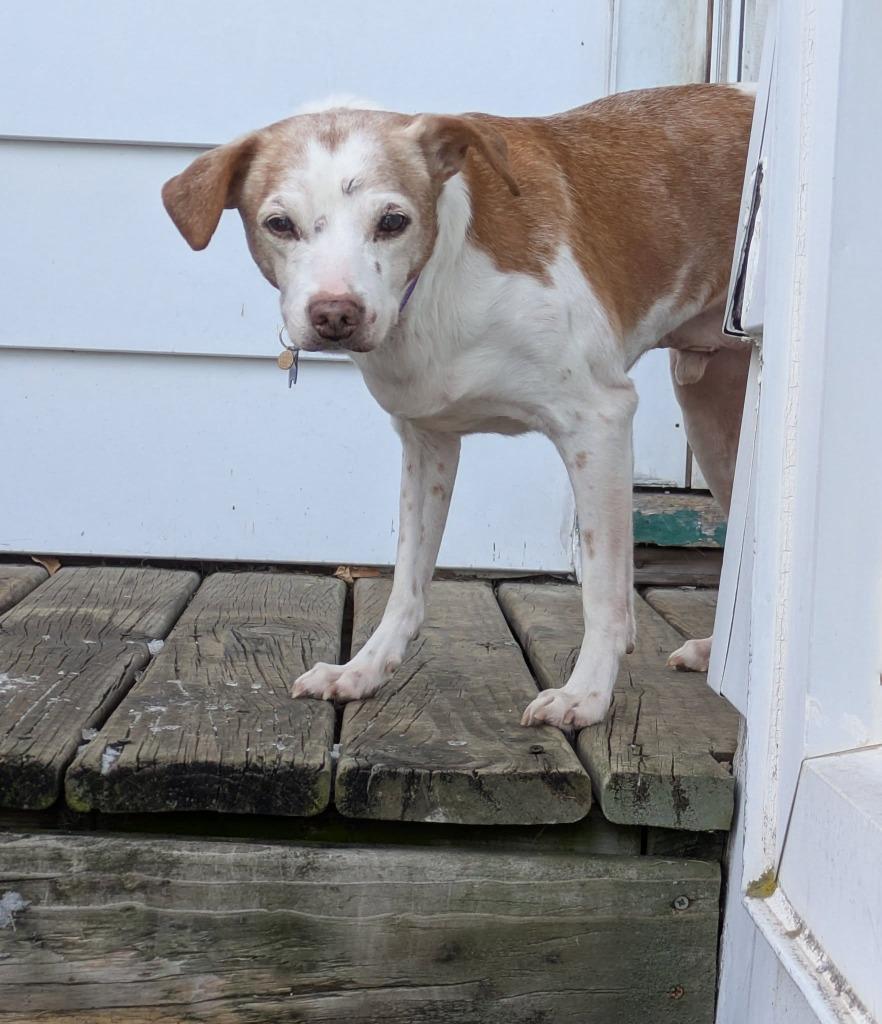 Enlarge Pete $250, a Adoptable mixed breed in Milwaukee, WI image 1/4