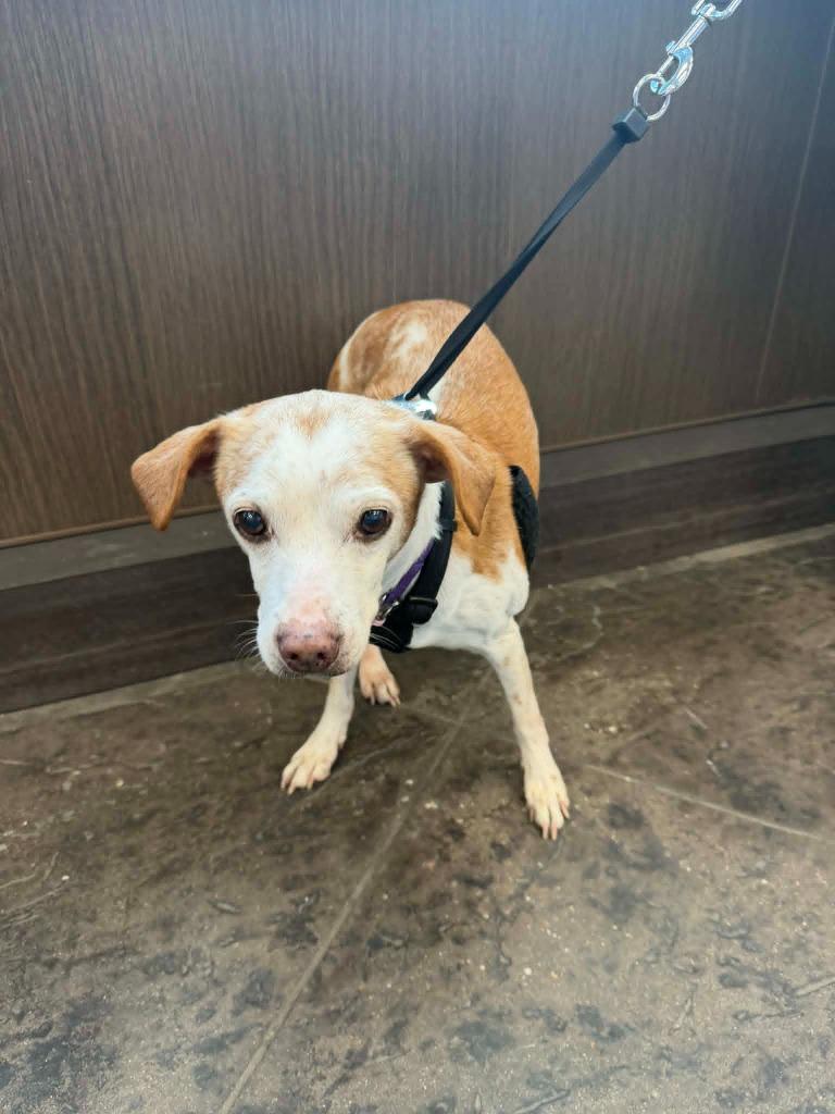 Enlarge Pete $250, a Adoptable mixed breed in Milwaukee, WI image 2/5