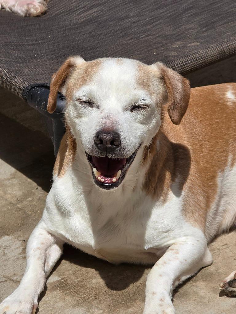 Enlarge Pete $250, a Adoptable mixed breed in Milwaukee, WI image 3/5