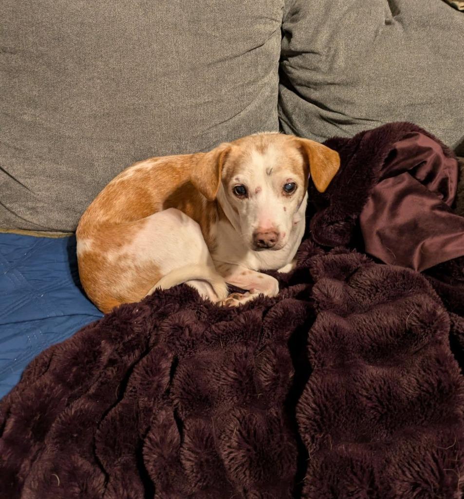 Enlarge Pete $250, a Adoptable mixed breed in Milwaukee, WI image 2/4