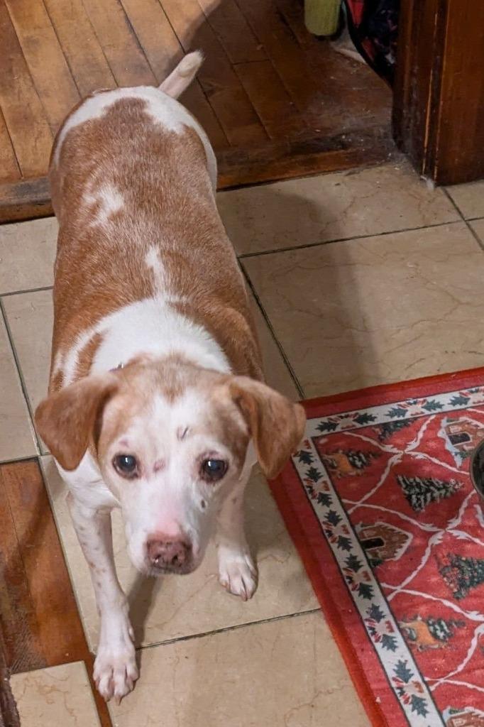 Enlarge Pete $250, a Adoptable mixed breed in Milwaukee, WI image 3/4