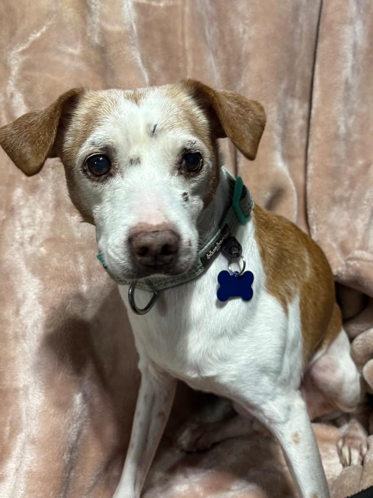 Enlarge Pete $250, a Adoptable mixed breed in Milwaukee, WI image 4/4