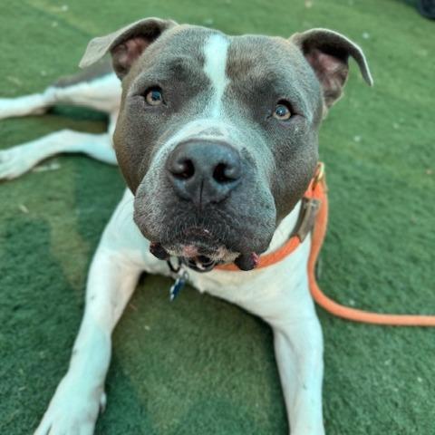 Peele, Adoptable, Adult Male Pit Bull Terrier & Mixed Breed.