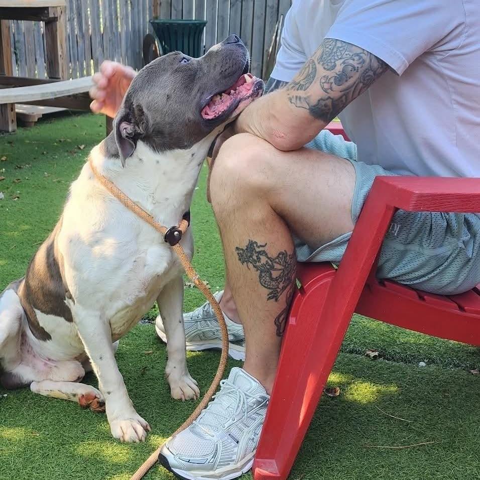 Peele, a Adoptable mixed breed in St. Louis, MO image 1/6