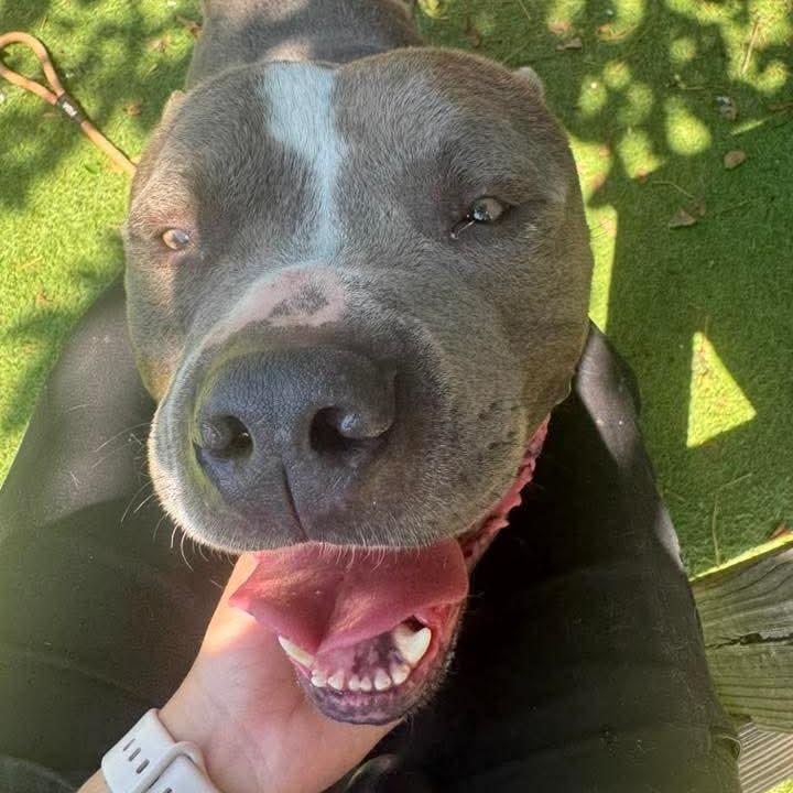 Peele, a Adoptable mixed breed in St. Louis, MO image 2/6