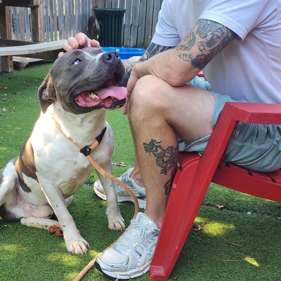 Peele, a Adoptable mixed breed in St. Louis, MO image 3/6