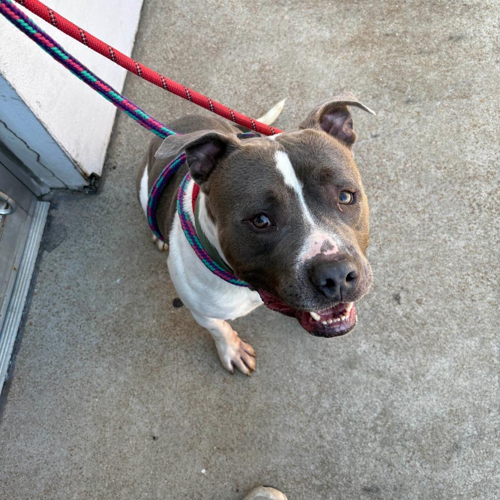 Peele, a Adoptable mixed breed in St. Louis, MO image 4/6