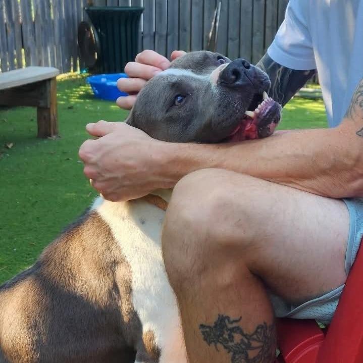 Peele, a Adoptable mixed breed in St. Louis, MO image 5/6