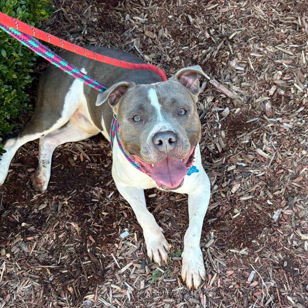 Peele, a Adoptable mixed breed in St. Louis, MO image 6/6