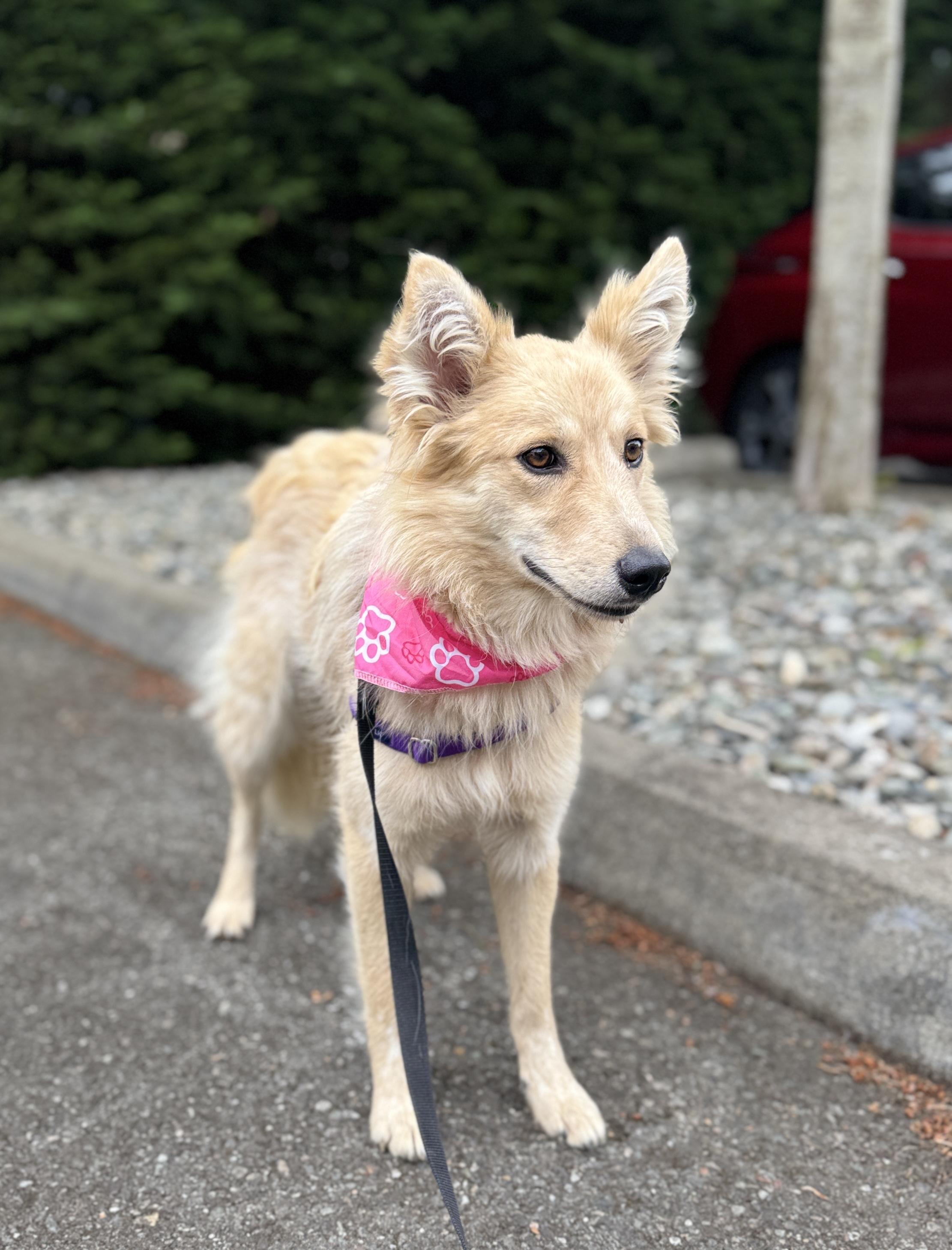 Enlarge Cher, a Adoptable mixed breed in lynnwood , WA image 6/6