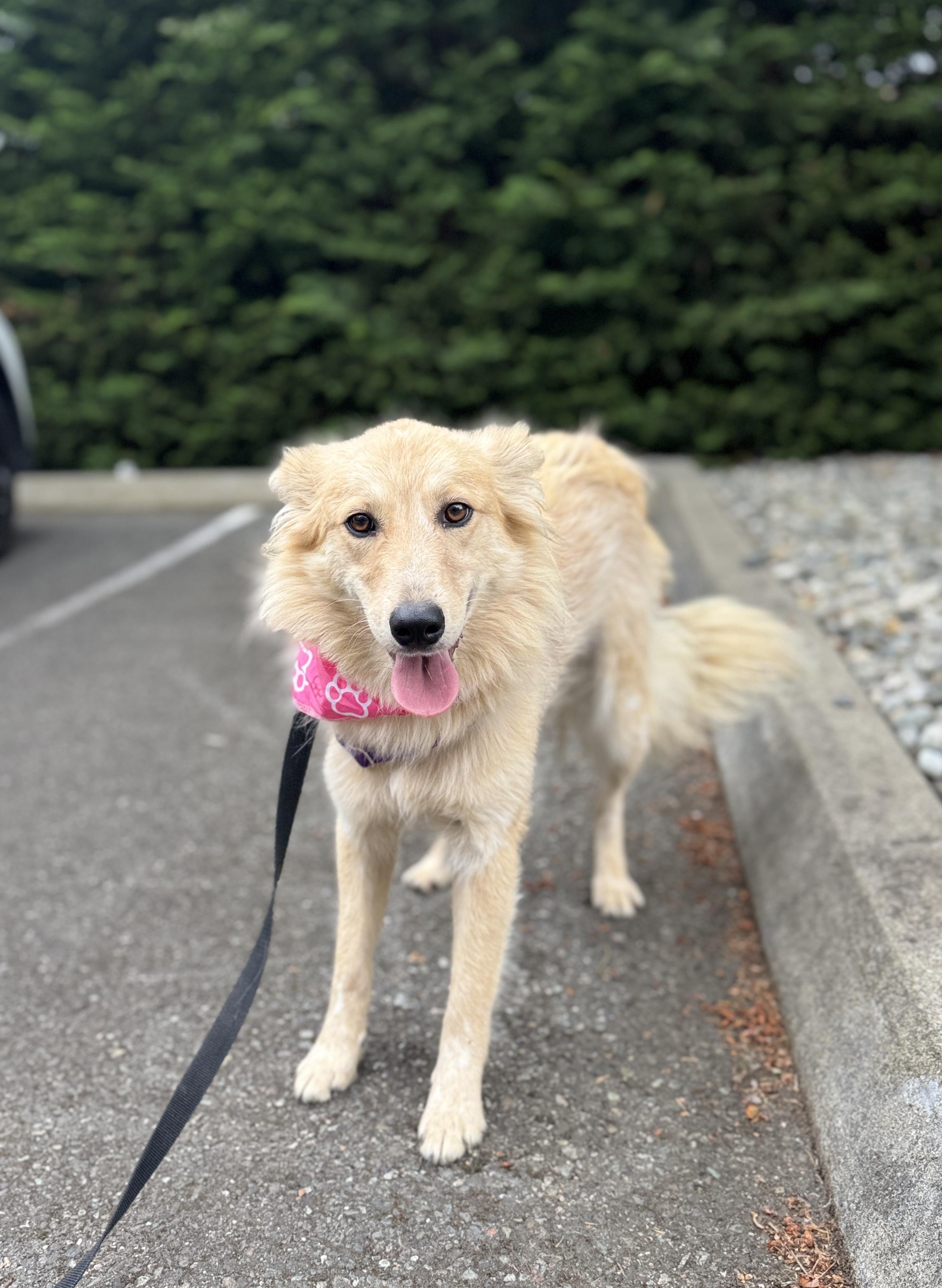 Enlarge Cher, a Adoptable mixed breed in lynnwood , WA image 3/6