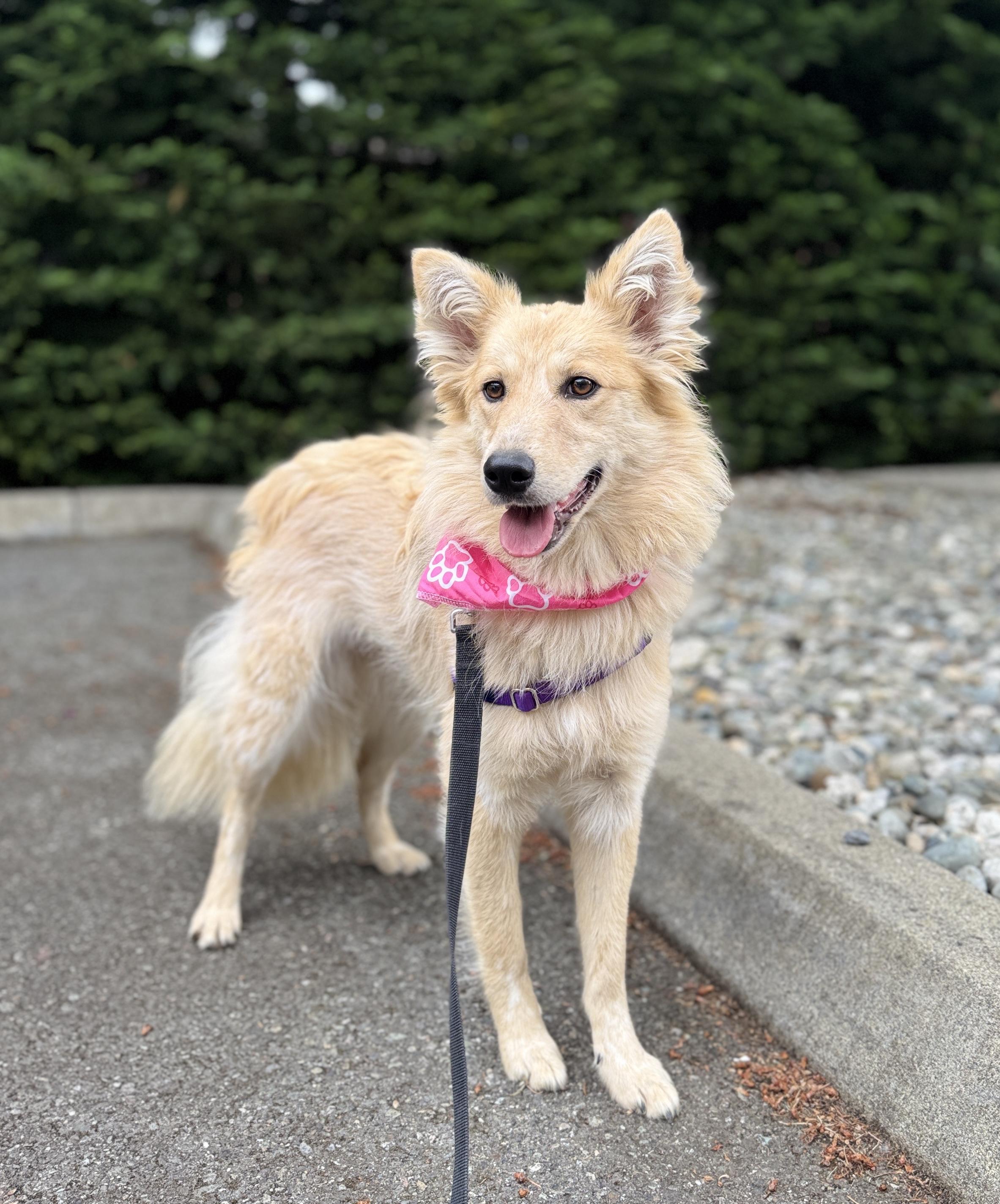 Enlarge Cher, a Adoptable mixed breed in lynnwood , WA image 2/6