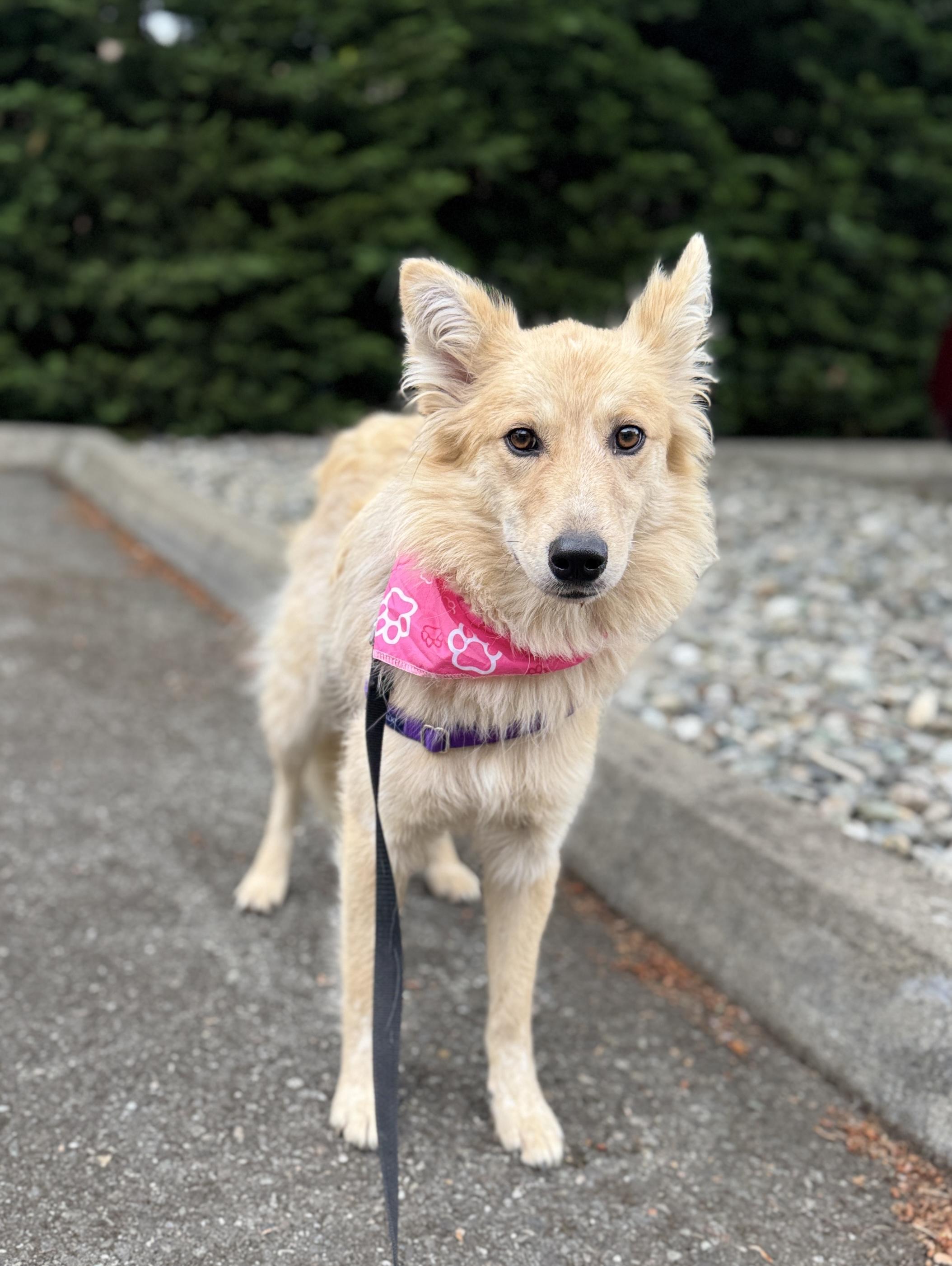 Enlarge Cher, a Adoptable mixed breed in lynnwood , WA image 5/6