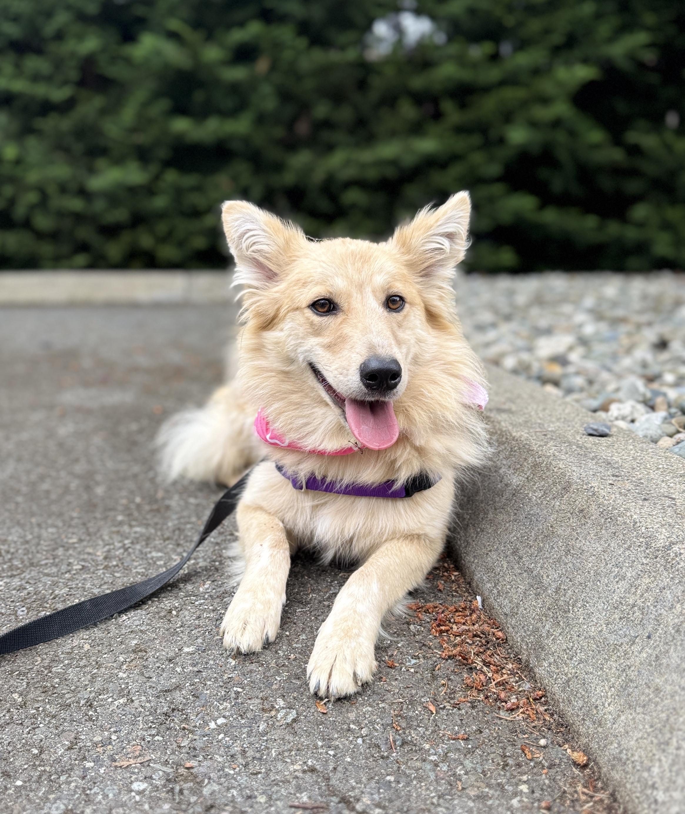 Enlarge Cher, a Adoptable mixed breed in lynnwood , WA image 4/6