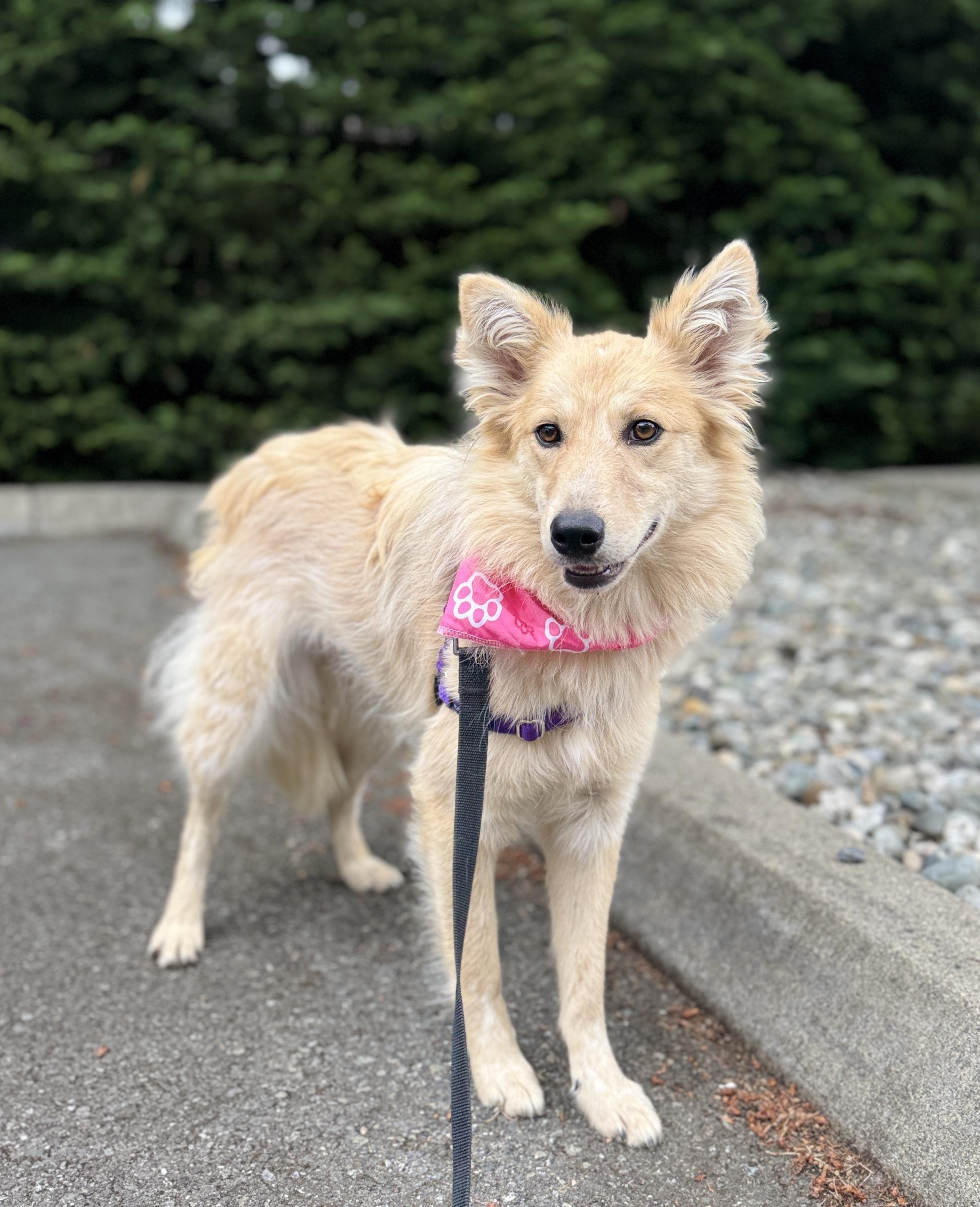 Cher, Adoptable, Young Female Shetland Sheepdog / Sheltie & Shepherd.