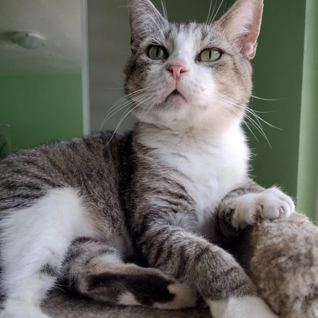 Cheeks, Adoptable, Senior Male Domestic Short Hair.