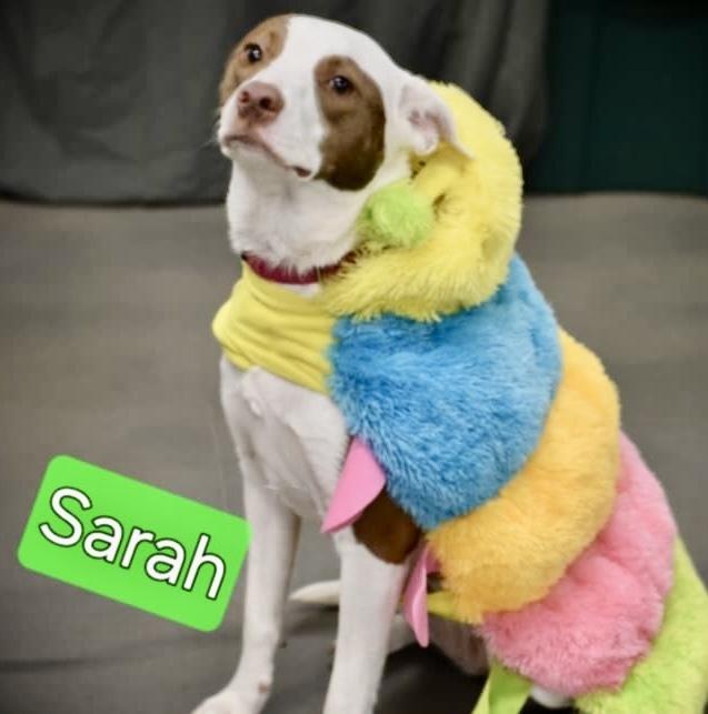 Enlarge Sarah, a Adoptable mixed breed in Tulsa, OK image 3/4