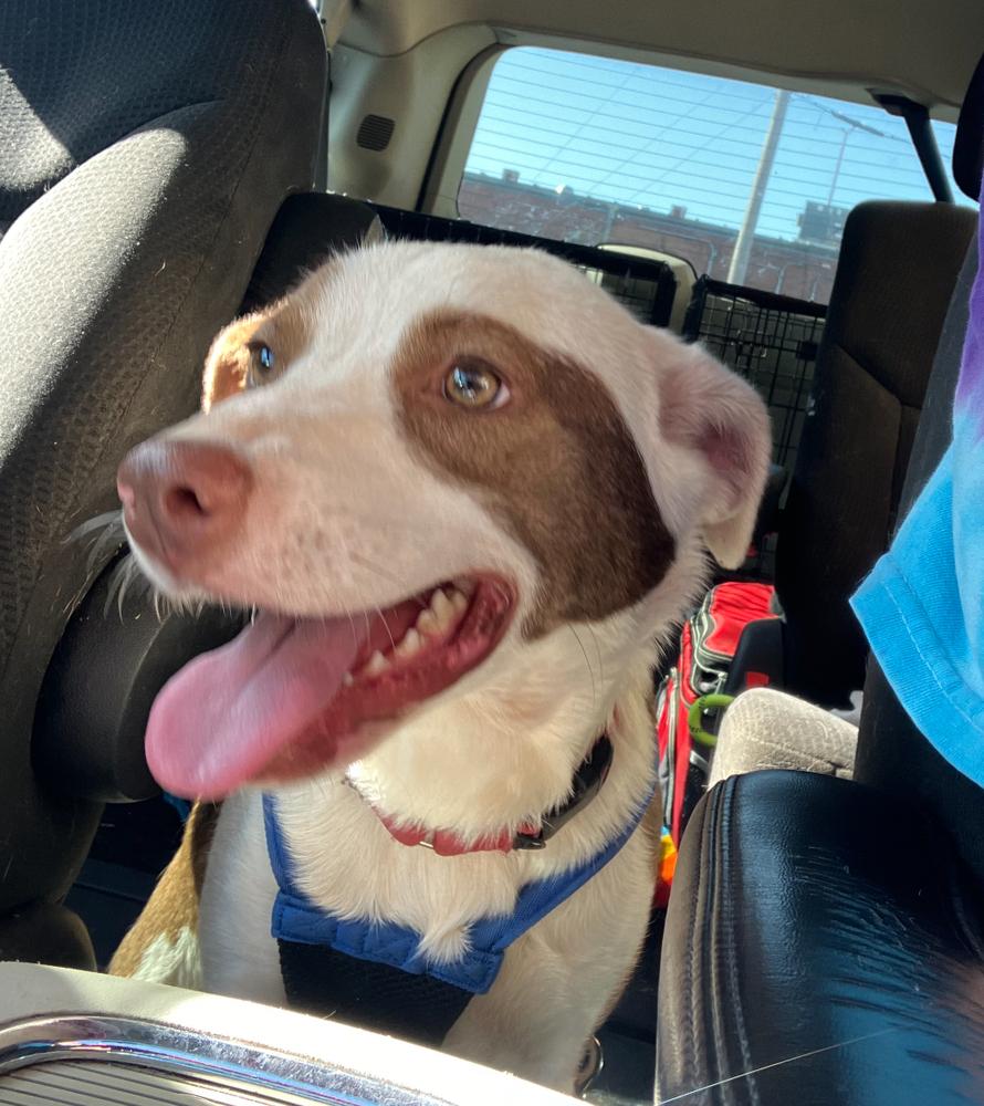 Enlarge Sarah, a Adoptable mixed breed in Tulsa, OK image 4/4