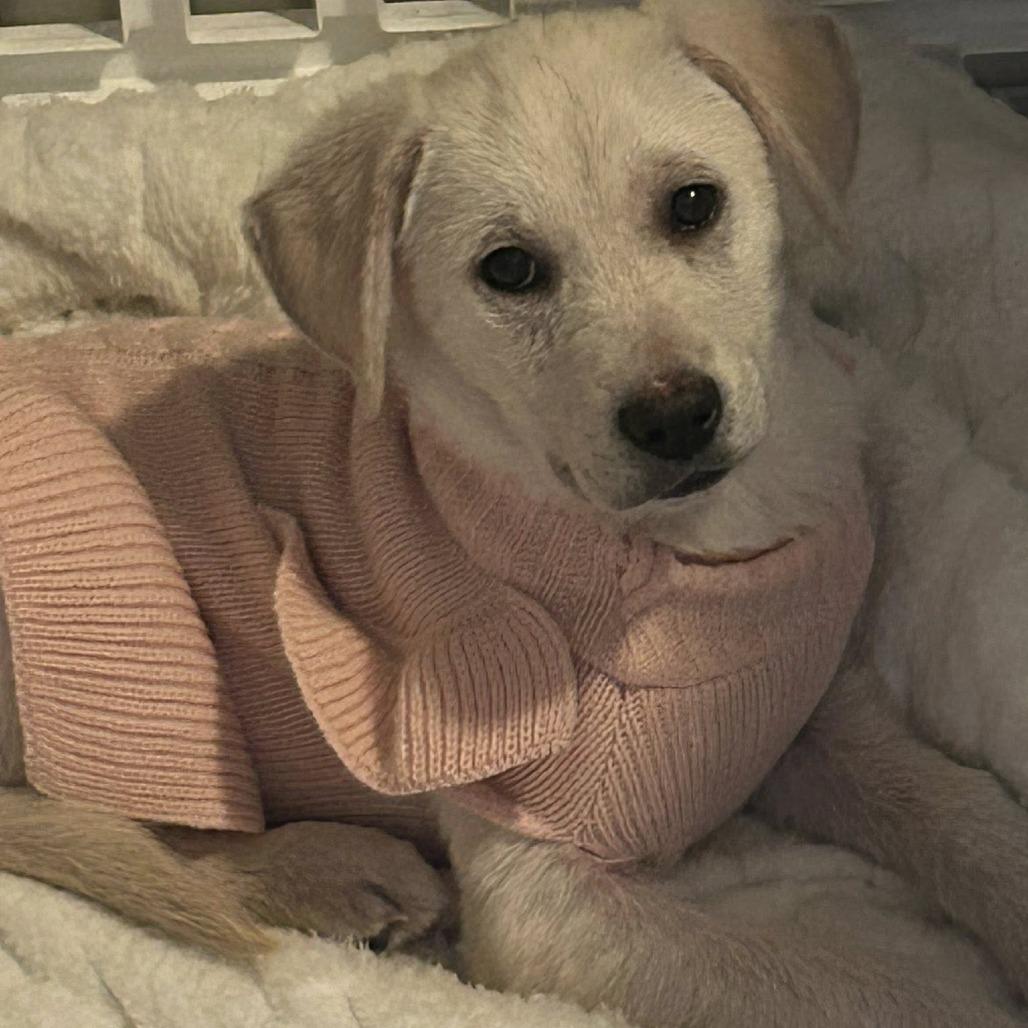 Phoebe, Adoptable, Puppy Female Yellow Labrador Retriever.