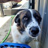 Enlarge Tripod (spayed), a Adoptable mixed breed in Commerce, TX image 2/4