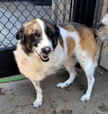 Enlarge Tripod (spayed), a Adoptable mixed breed in Commerce, TX image 1/4