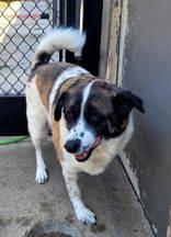 Enlarge Tripod (spayed), a Adoptable mixed breed in Commerce, TX image 3/4