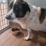Enlarge Tripod (spayed), a Adoptable mixed breed in Commerce, TX image 4/4