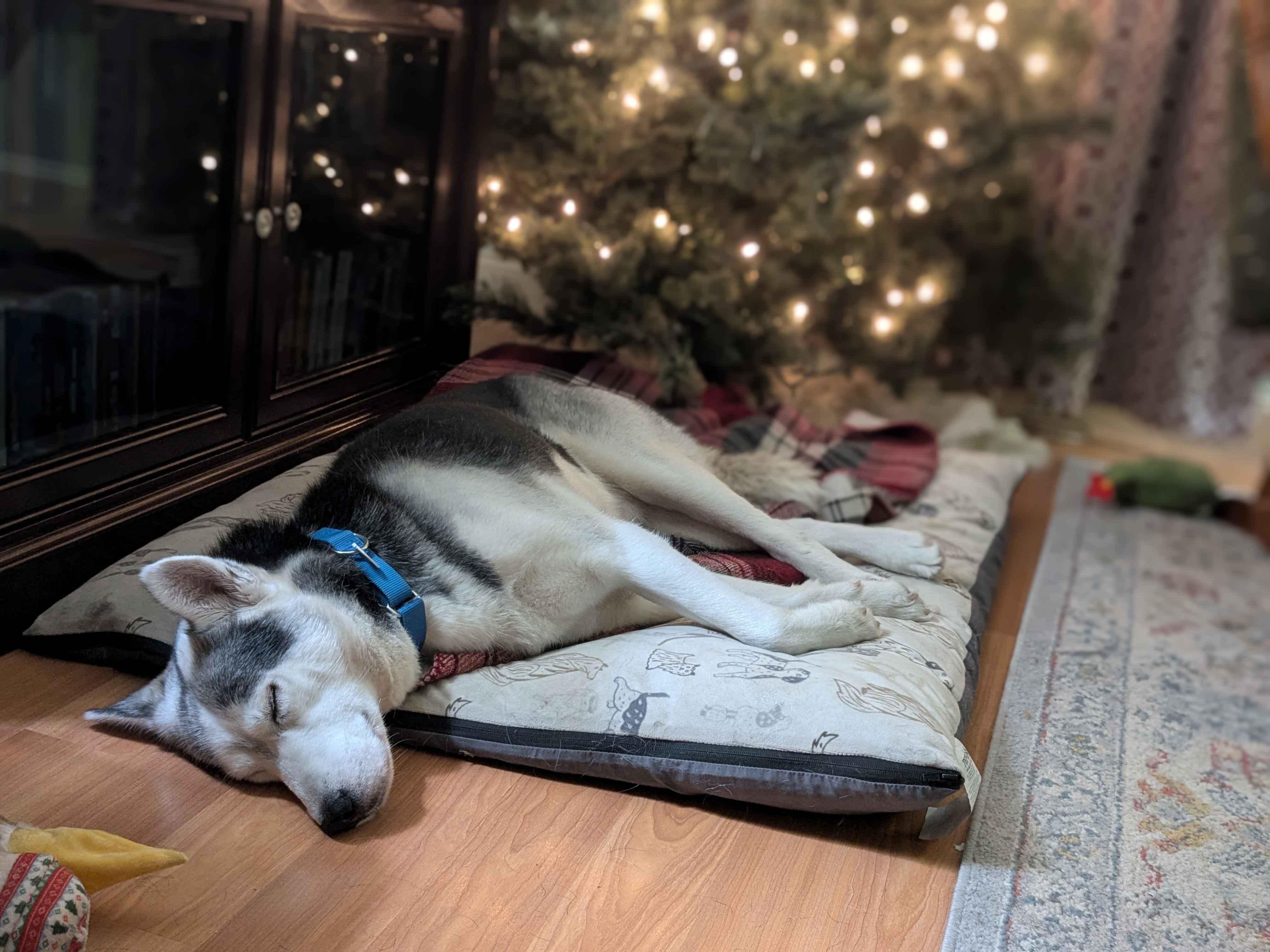 Enlarge Storm, a Adoptable Husky in Tacoma, WA image 3/5