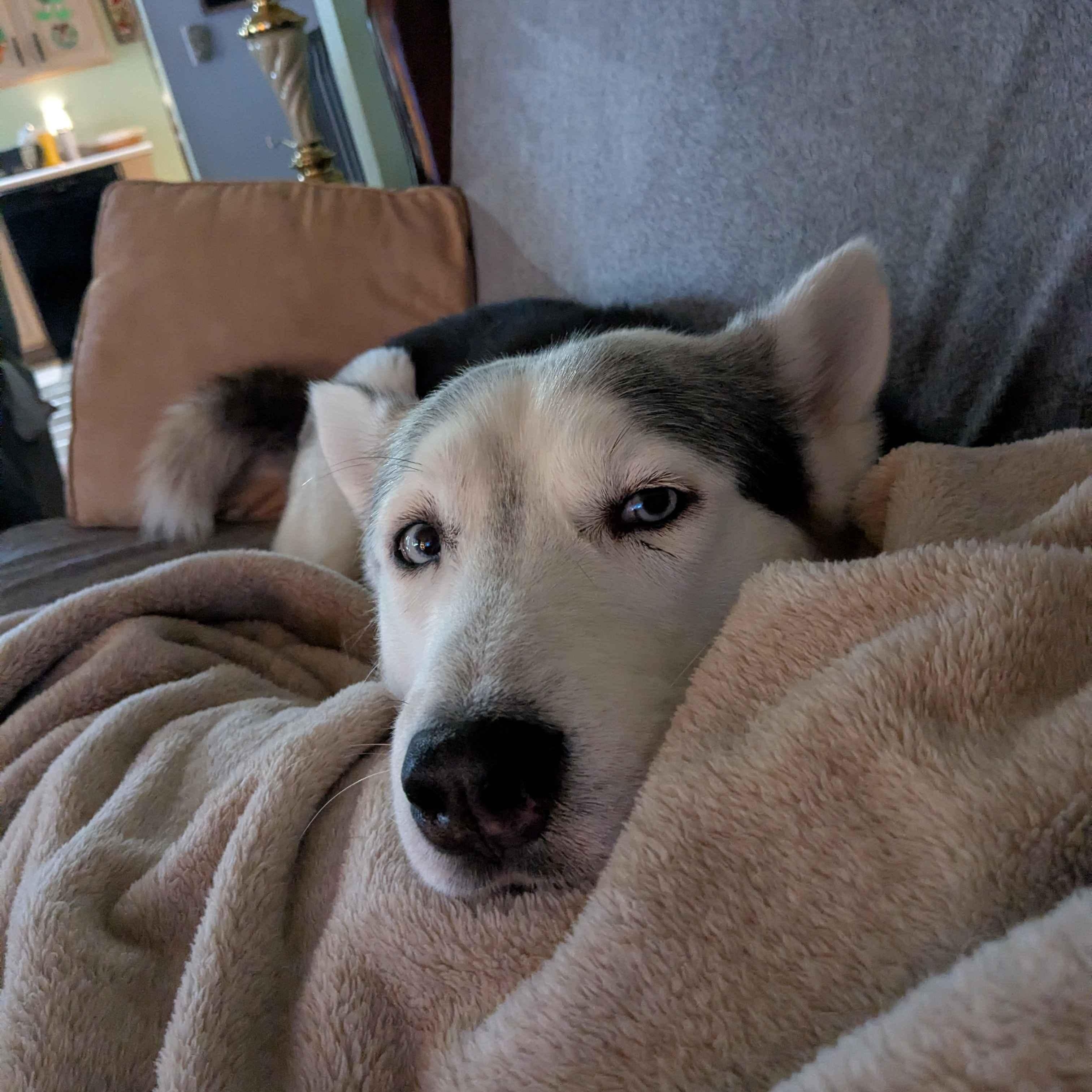 Enlarge Storm, a Adoptable Husky in Tacoma, WA image 5/5